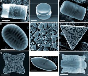 9 espèces de diatomées illustrant l’extraordinaire diversité de leurs formes et de structures. Les vues ont été obtenues par microscopie éléctronique à balayage (MEB)