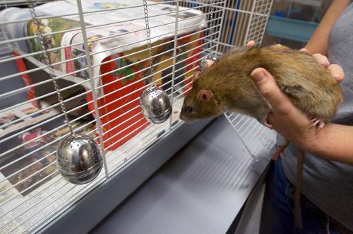 rats police néerlandaise détection