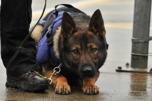 police chien odorologie détection