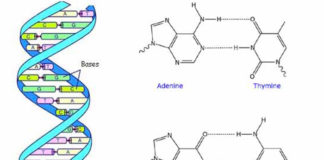 ADN – Structure et principe