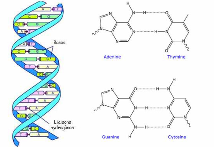 Рнк аденин тимин. Аденин цитозин Тимин. Аденин гуанин цитозин. Цепочка ДНК аденин Тимин. ДНК аденин гуанин цитозин Тимин.