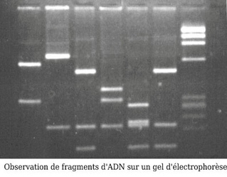 Electrophorèse - Police Scientifique - Historique - Révolution génétique