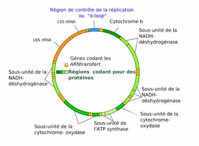 adn mitochondrial