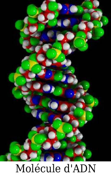 ADN - Police Scientifique - Historique - Révolution génétique