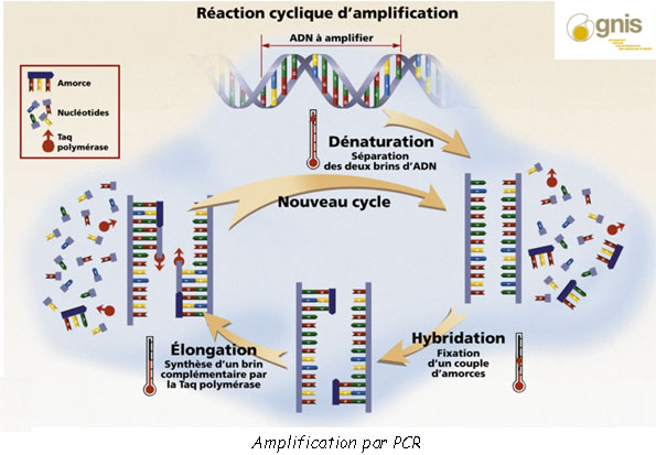 amplification PCR police scientifique copie