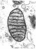 mitochondrie police scientifique