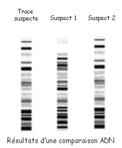 resultats ADN police scientifique