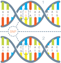 ADN SNP evolution police scientifique