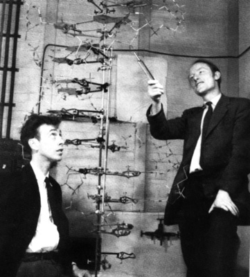 watson-crick-adn police scientifique