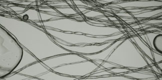 Ted Bundy – Les fibres au secours Ted-Bundy-Les-fibres-au-secours