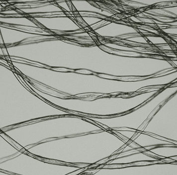 Ted Bundy – Les fibres au secours Ted-Bundy-Les-fibres-au-secours