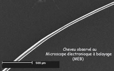 cheveux MEB disparus de mourmelon ADN mitochondrial