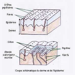 coupe derme epiderme empreinte digitale