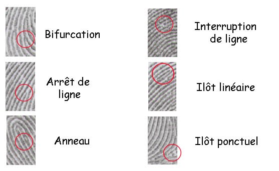 minuties caractéristiques dessins digitaux empreintes