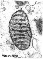 ADN Mitochondrial disparus de mourmelon
