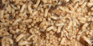 Entomologie : Insectes, cadavres et scènes de crime